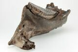 Woolly Mammoth Partial Jaw with M Molar #207347-2